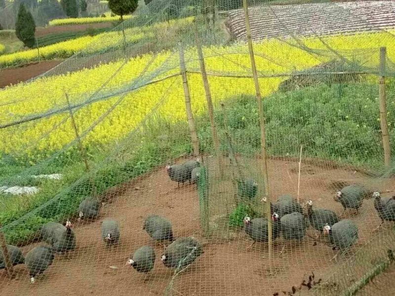 青年鸡散养土鸡5~6斤
