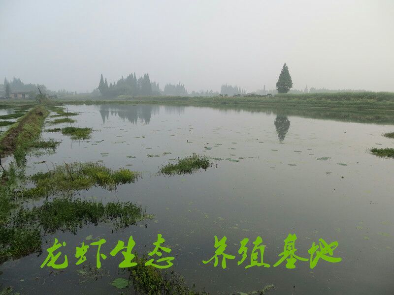 湖南益阳小龙虾食用4~6钱活虾