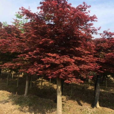 红枫，日本红枫，红枫小苗，精品红枫，浏阳嫁接红枫价格