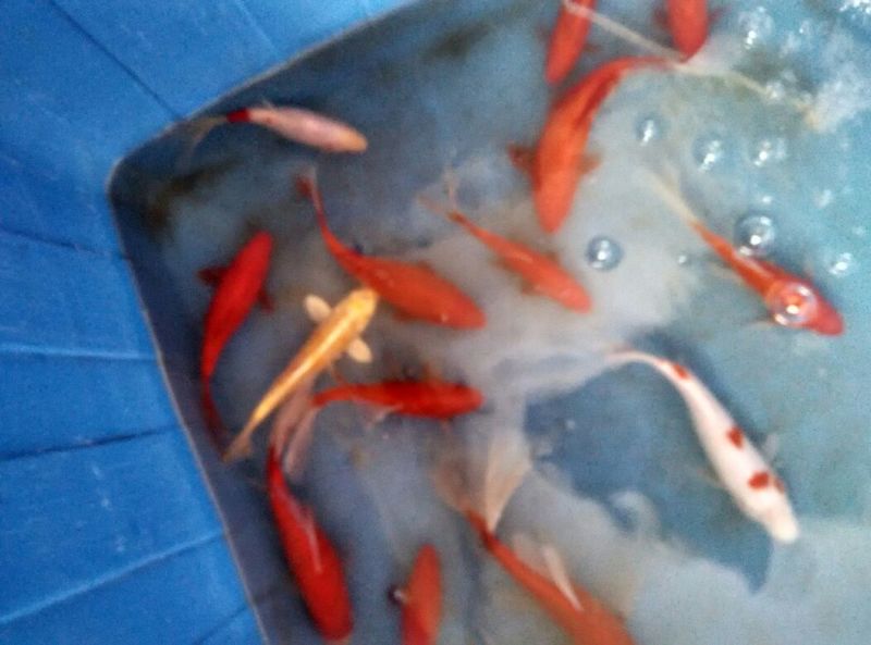 锦鲤