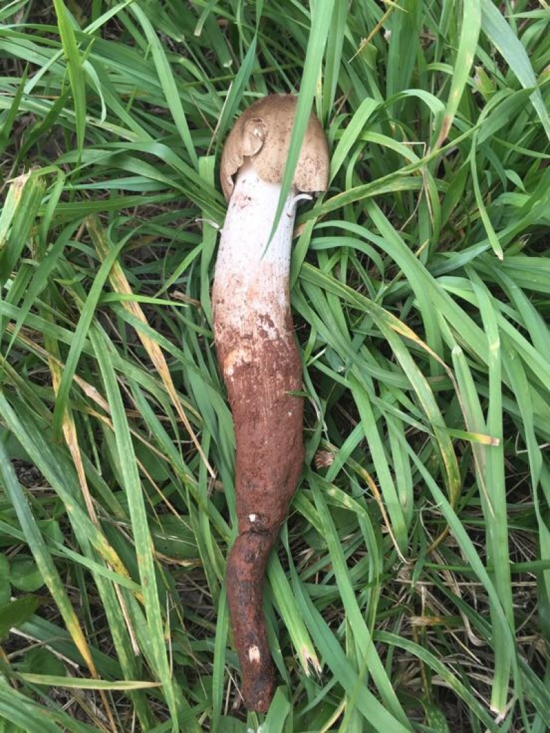 野生菌斗鸡公