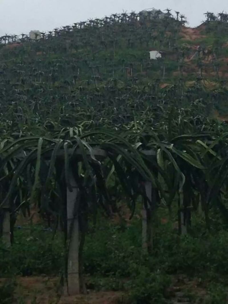 台湾大红火龙果中（5-7两）