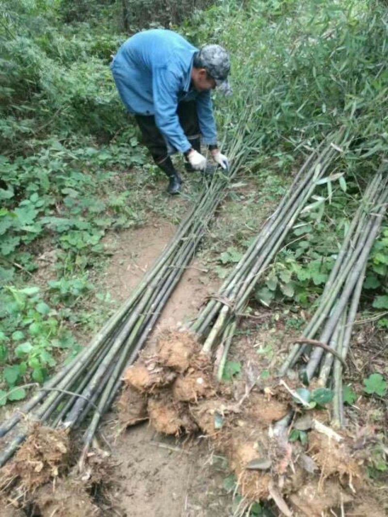 苦竹3~4m
