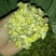 怀菊花袋装