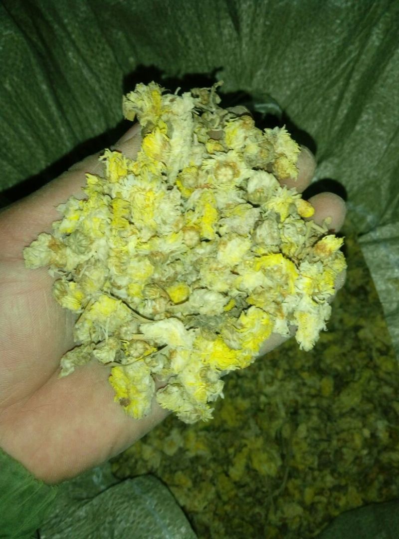 怀菊花袋装