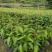 芒果苗1m以下