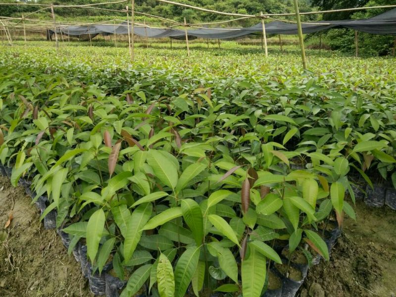 芒果苗1m以下