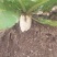 白萝卜1.5~2斤起
