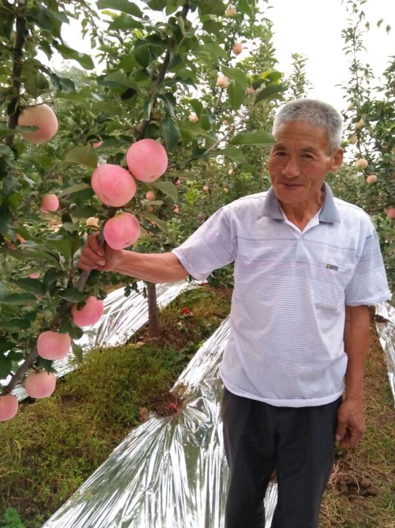 红富士苹果纸袋