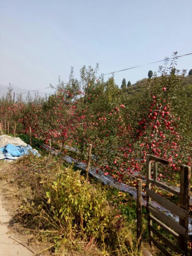 红富士苹果70mm以上纸袋，色泽鲜艳，口感好。