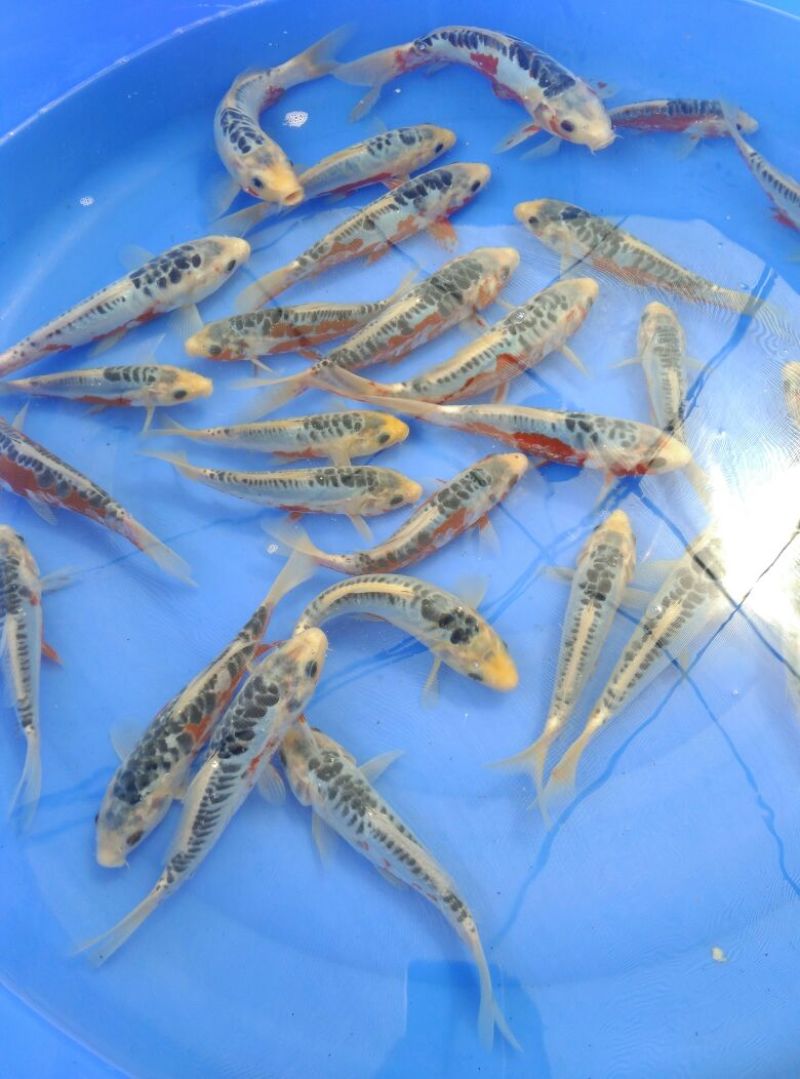 锦鲤饲料0.5~1公斤