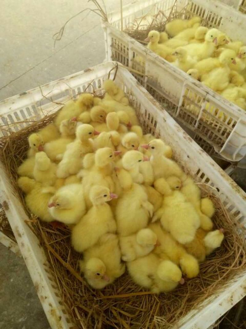 鹅苗250g以下