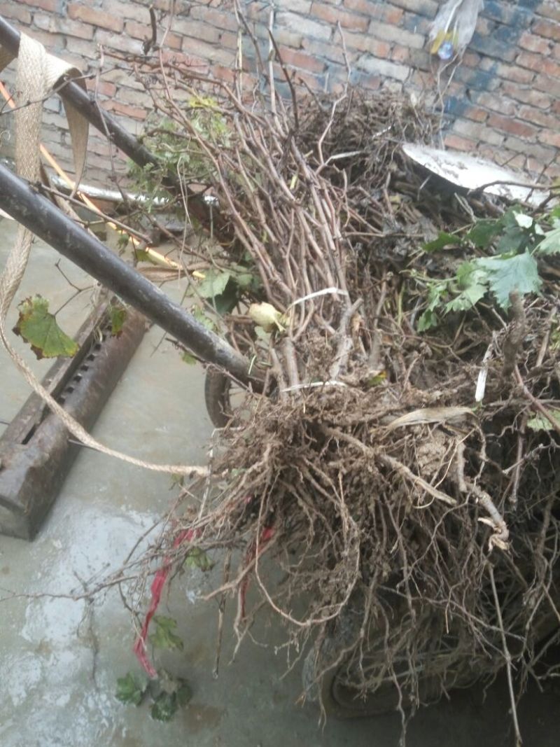 葡萄苗3年110~150cm