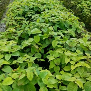 珙桐树苗30~50cm