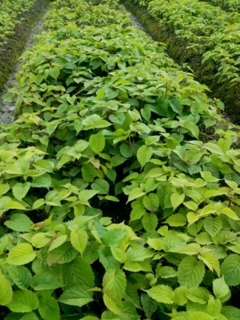 珙桐树苗30~50cm
