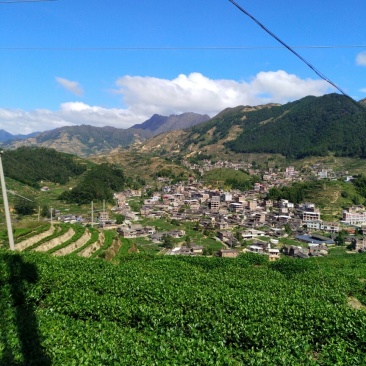 观音茶特级