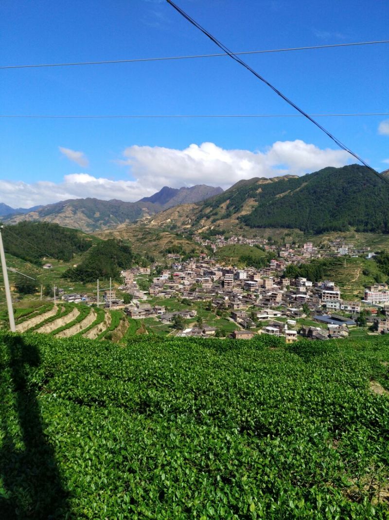 观音茶特级