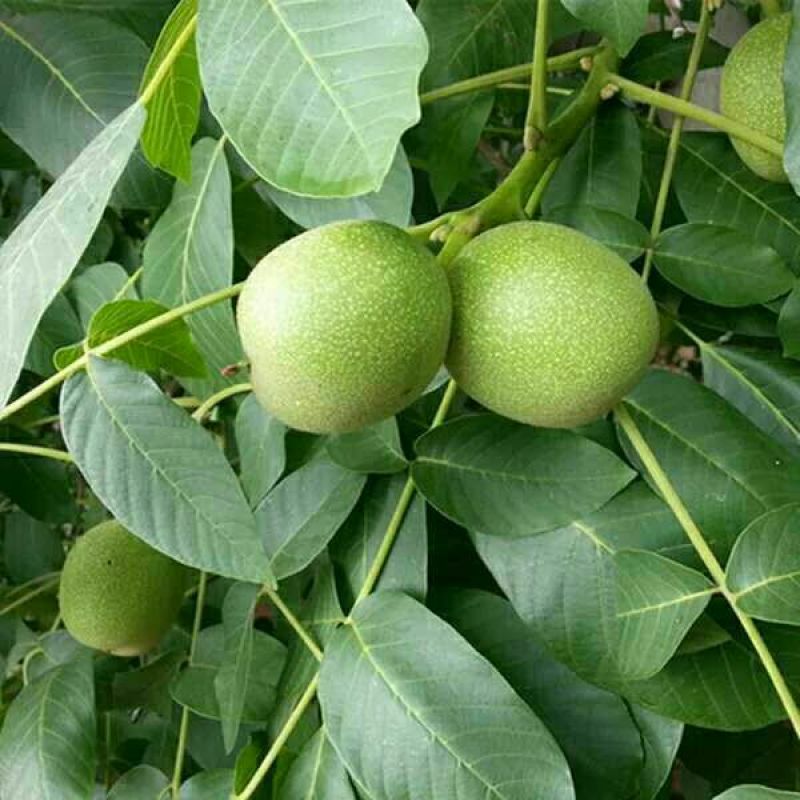 青皮核桃30mm以上青皮