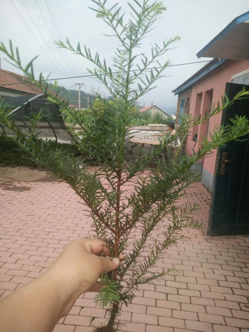 东北红豆杉苗30~40cm
