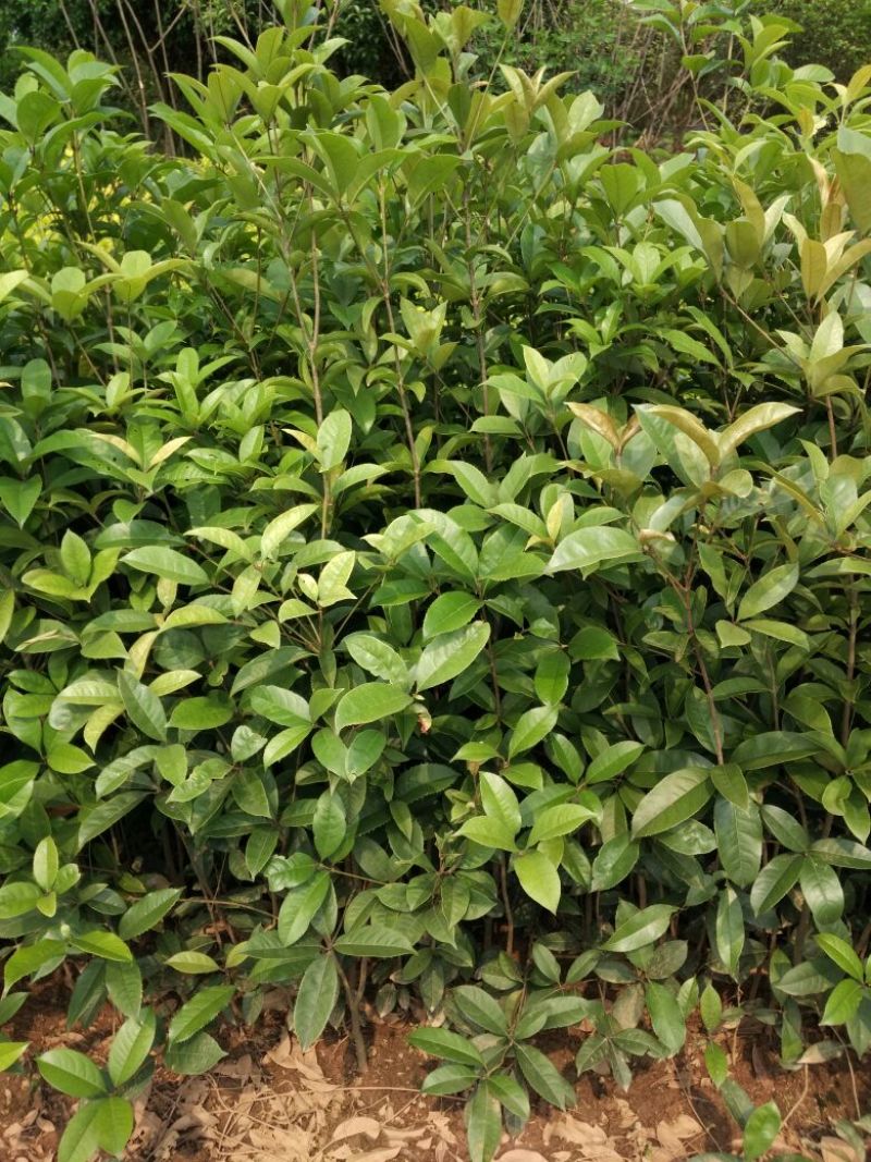 金桂花树苗