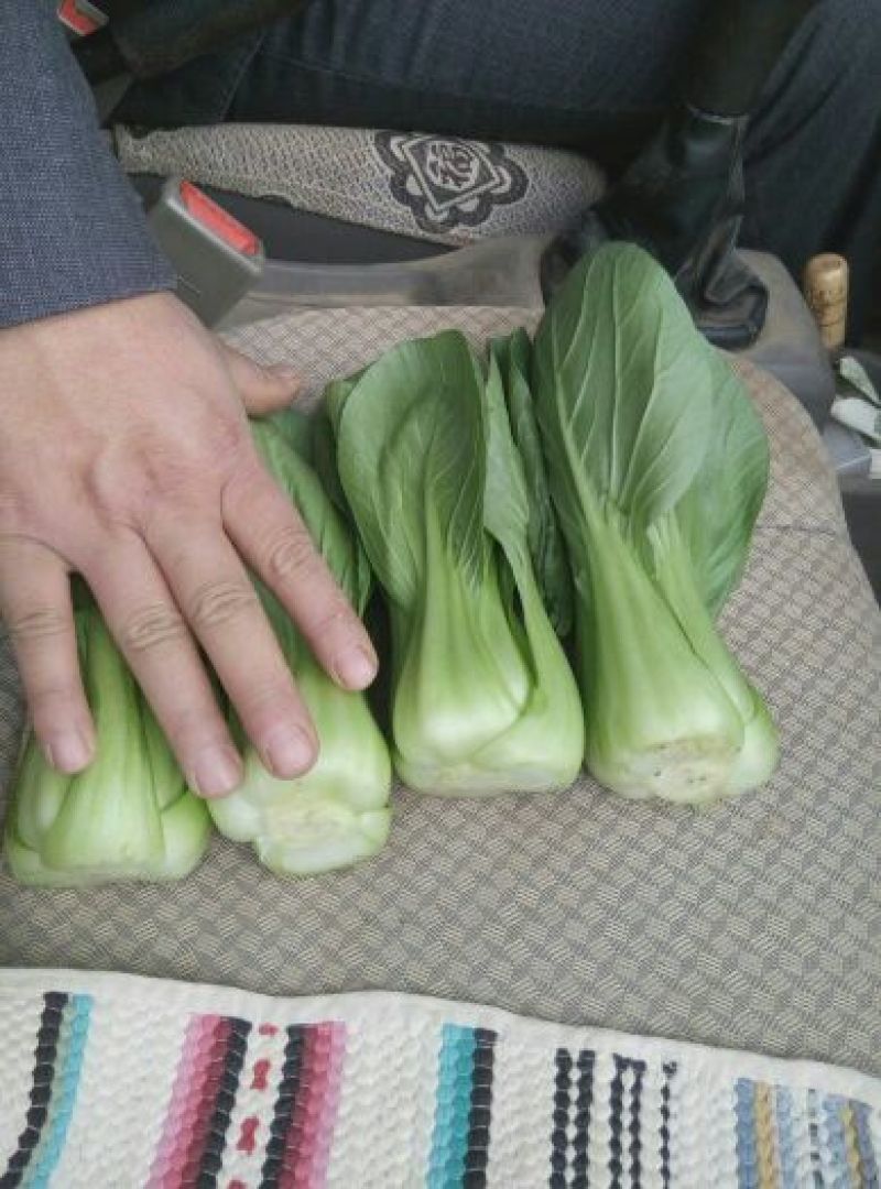油菜
