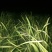 韭黄头茬60~70公分
