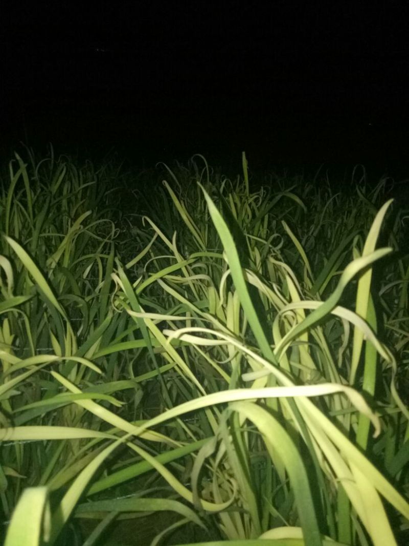 韭黄头茬60~70公分