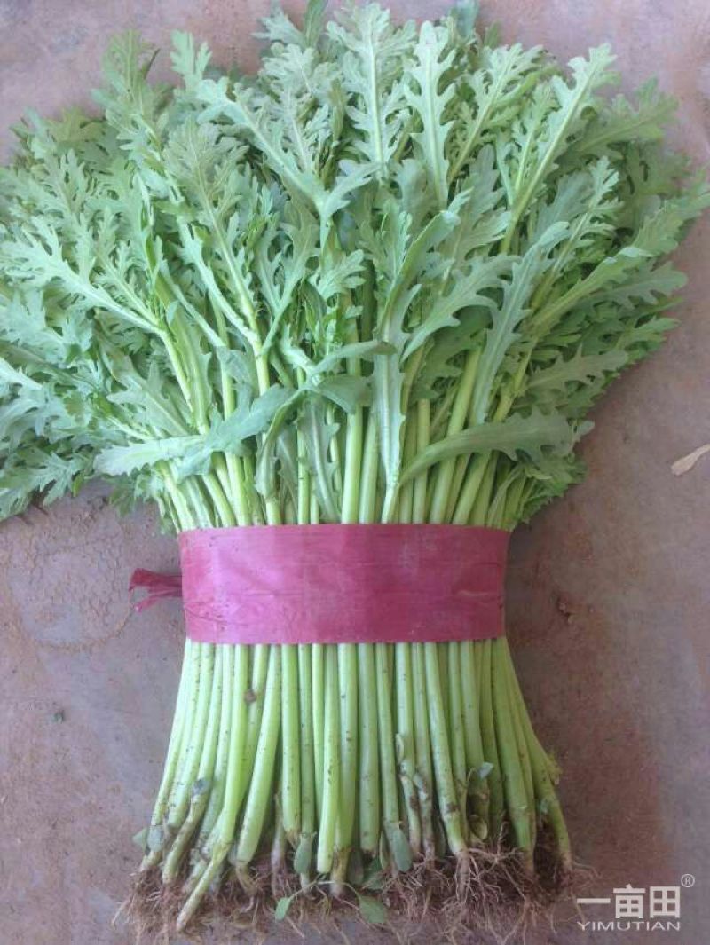 蒿子杆20~25cm