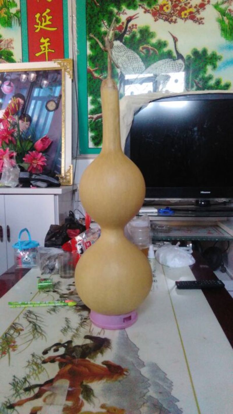 长嘴亚腰葫芦35~45cm