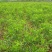 枣树苗嫁接枣树活苗当年结果南方北方庭院种植盆栽地栽特大枣