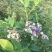 南高丛蓝莓