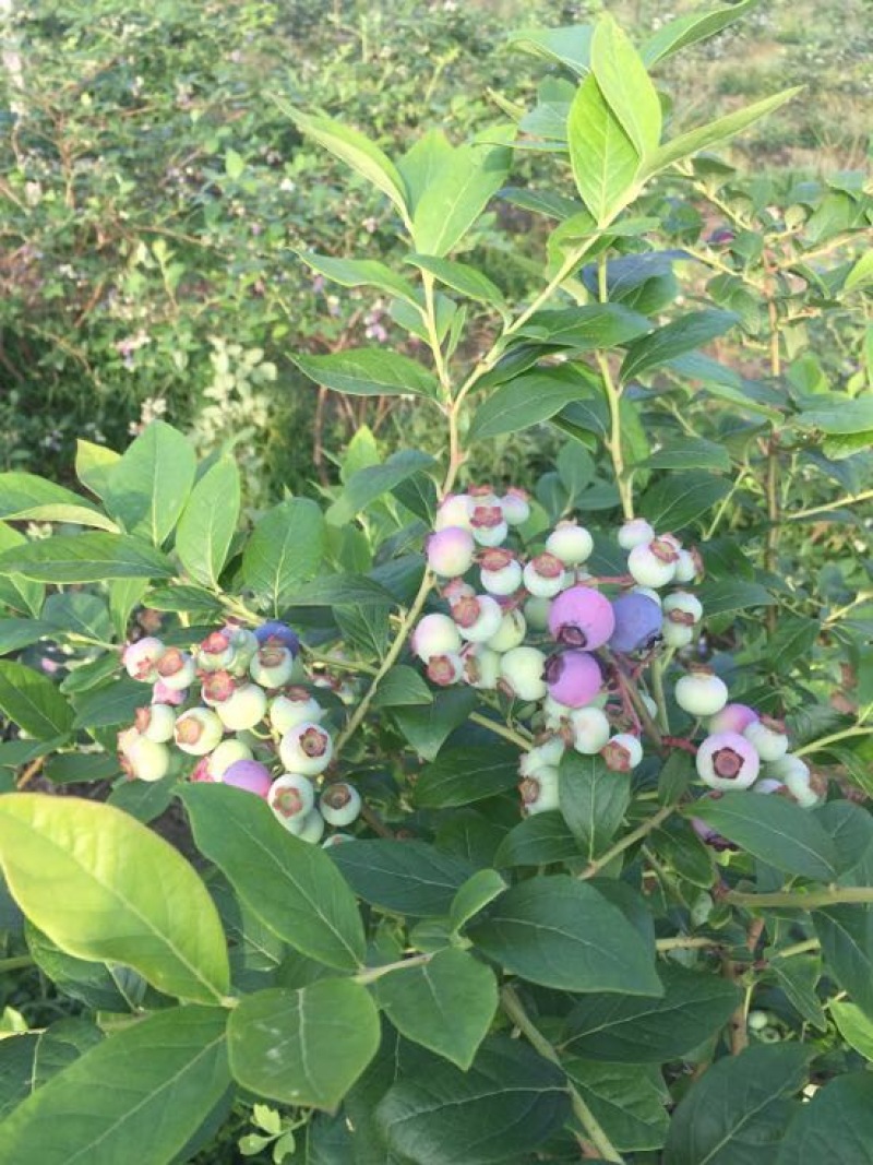 南高丛蓝莓