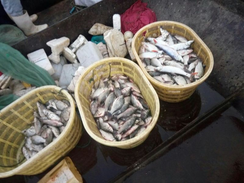 河虾活虾26~30只/kg