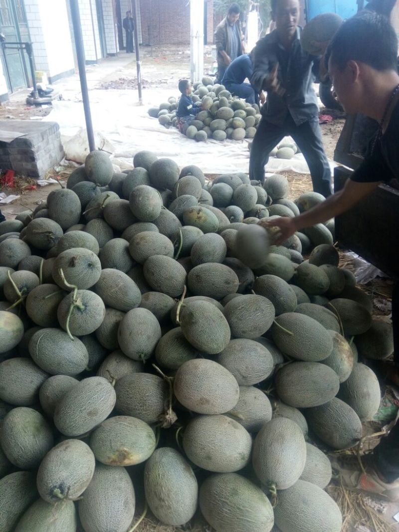 西州蜜瓜3斤以上长圆形