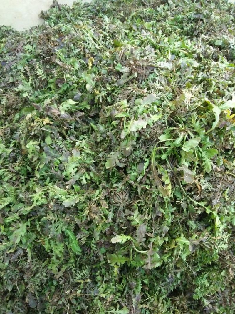 荠菜5cm以上