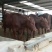 西门塔尔牛犊改良肉牛犊，育肥牛犊100~200kg