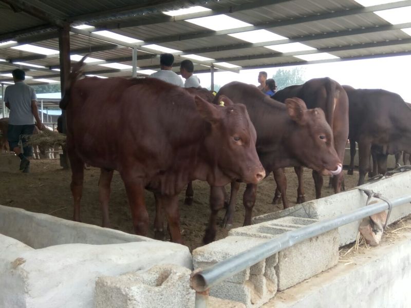 西门塔尔牛犊改良肉牛犊，育肥牛犊100~200kg