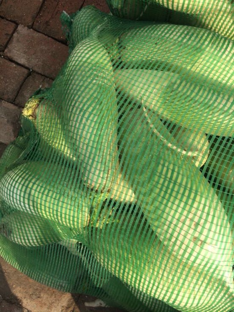 青萝卜