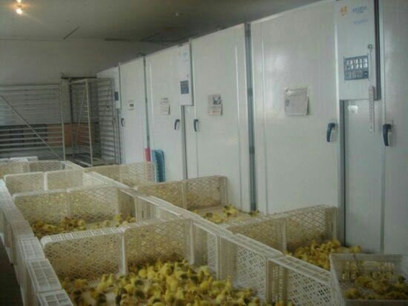 皖西白鹅鹅苗250g以上