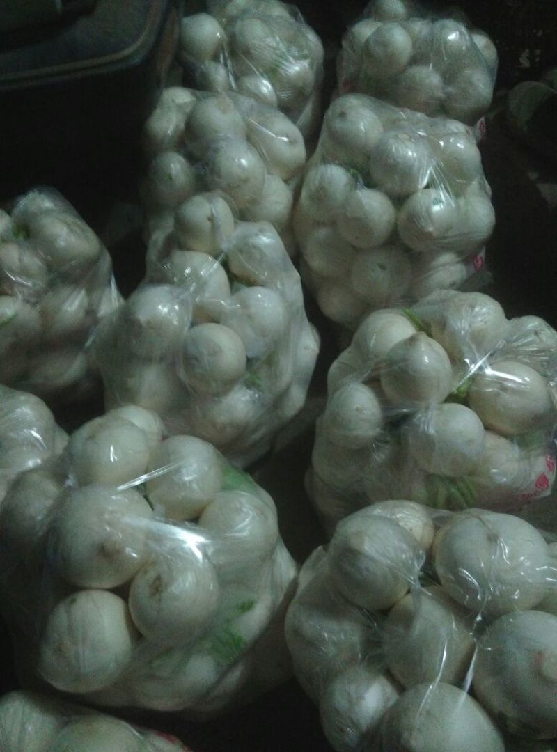 圆根萝卜0.2~1斤起