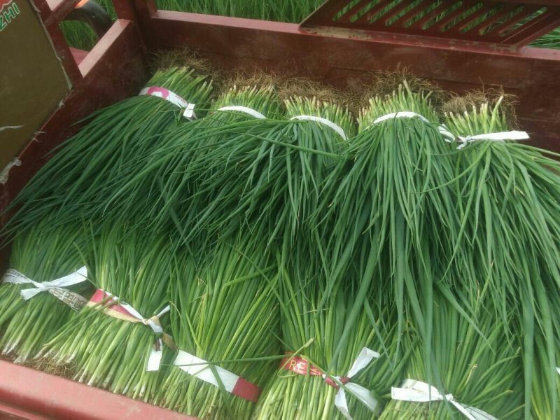 小葱45~50cm