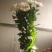 白菊花50~80cm