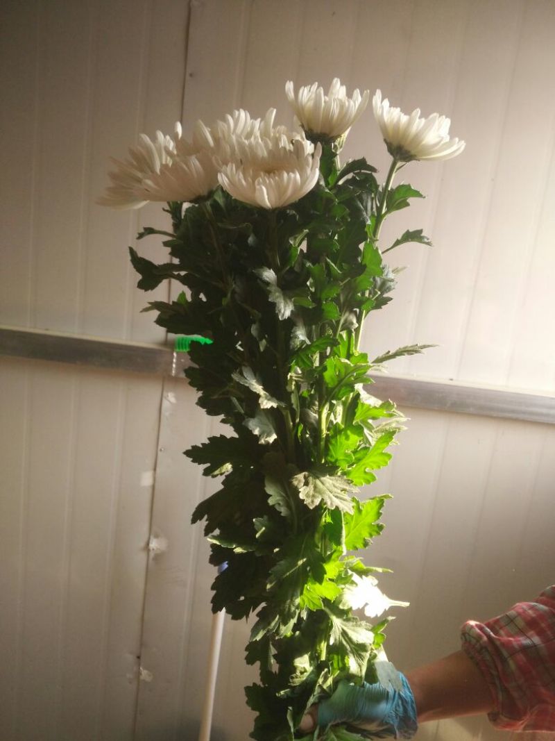白菊花50~80cm