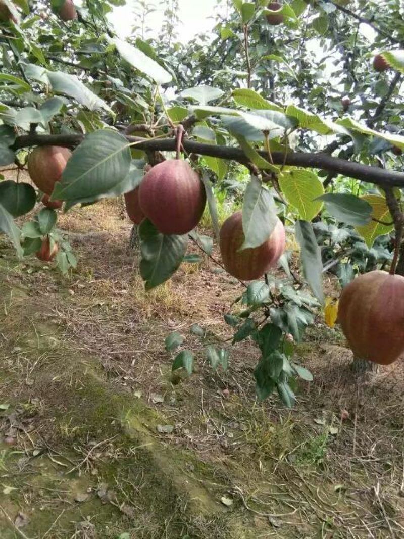 早酥红梨苗80cm以上0.8~3cm