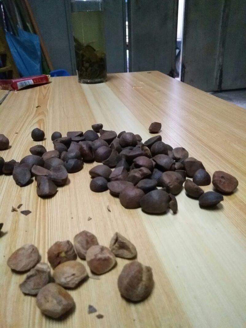 山茶籽油