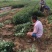花椒苗