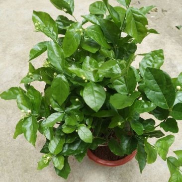 茉莉花不含盆