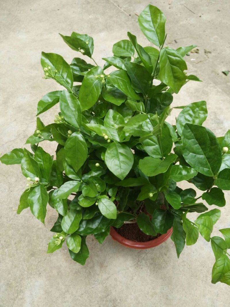 茉莉花不含盆