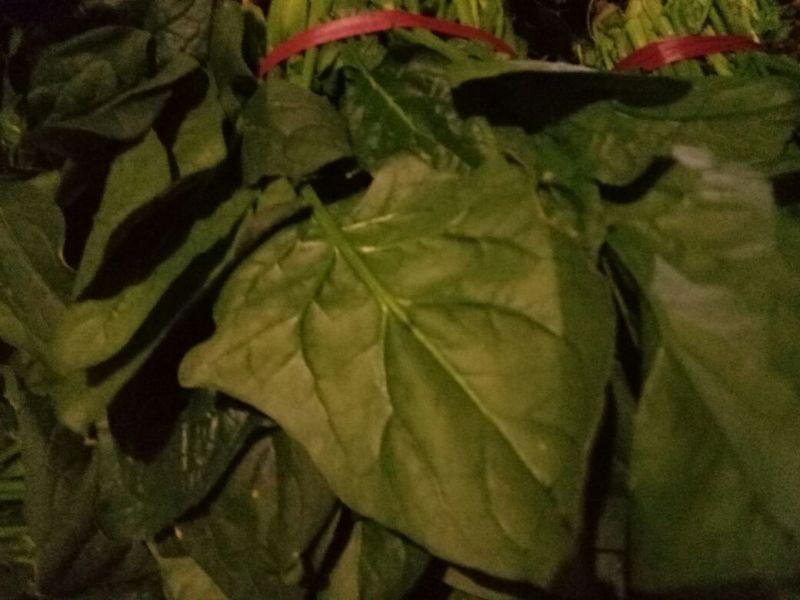 大叶菠菜40cm