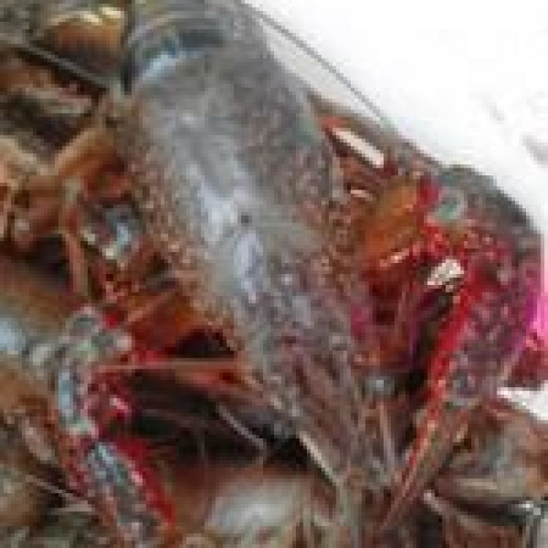 河虾